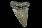 Large, Fossil Mako Shark Tooth - Georgia #75008-1